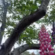 ルピナスの花