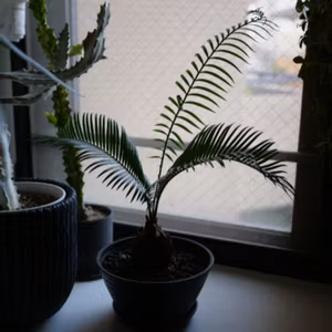 313.前編）ジュラ紀から存在する「生きた化石」的植物 / 植物を育てるのに最適なお店はどこだ？
