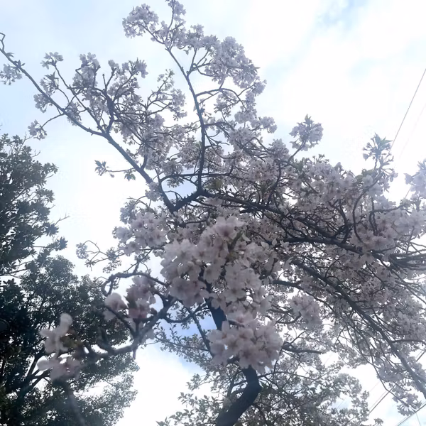 ひさびさの散歩収録