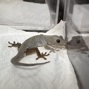 おばけだぁぁ〜〜〜！！