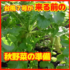 台風７号が来る前の秋野菜の準備 | ごいちポッドキャスト Goichi Podcast