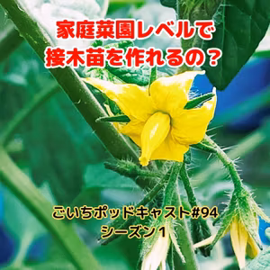 家庭菜園レベルで接木苗を作れるの？#94｜ごいち 家庭菜園がおもしろい シーズン１｜Do you know? grafted seedling #podcast