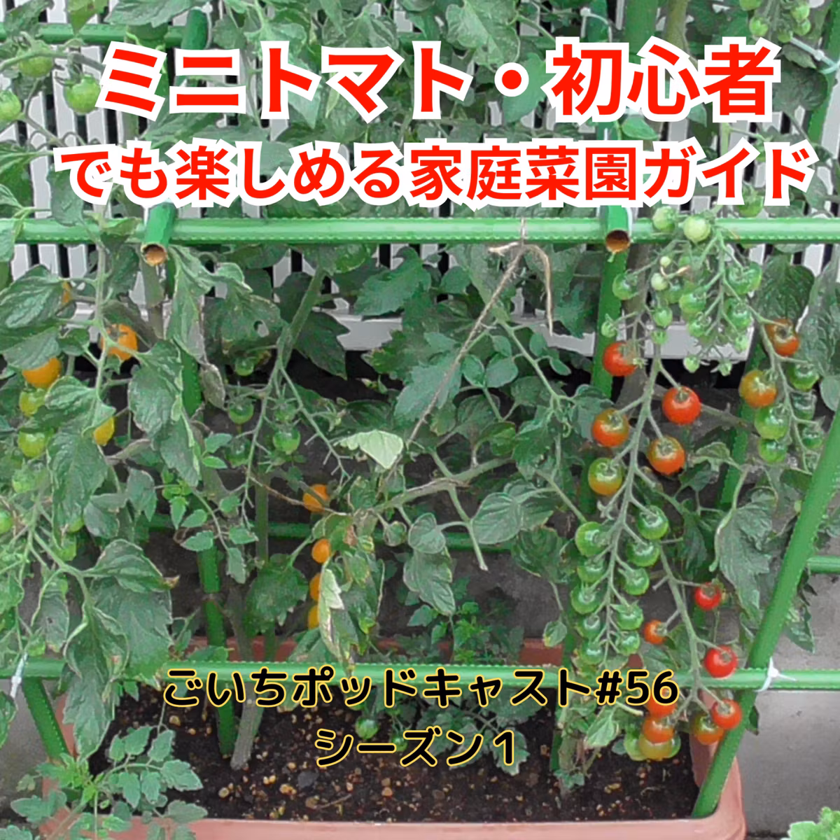 ミニトマト・初心者でも楽しめる家庭菜園ガイド#56｜ごいち 家庭菜園がおもしろい シーズン１