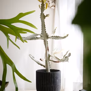 495.陶器鉢に直接植え込むことのメリット、デメリット