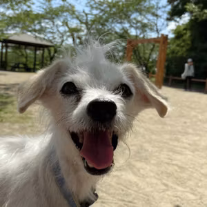 《愛犬日記》ゴールデンウィークの近況報告🐕‍🦺🐾