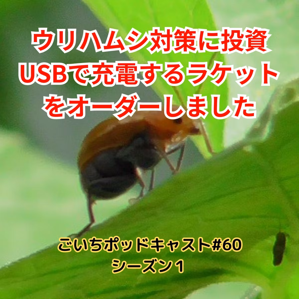 ウリハムシ対策に投資・USBで充電するラケットをオーダーしました#60｜ごいち 家庭菜園がおもしろい シーズン１
