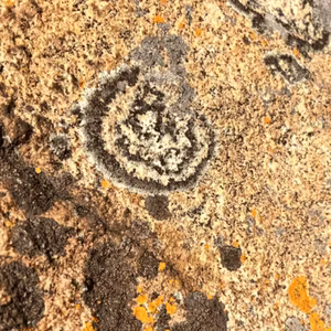 どこでも今から耕します！菌と植物の大地を巡るリレー