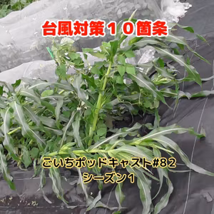 台風対策１０箇条　意外だった台風２号の影響#82｜ごいち 家庭菜園がおもしろい シーズン１｜10 typhoon countermeasures The unexpected impact of Typhoon No. 2 #podcast