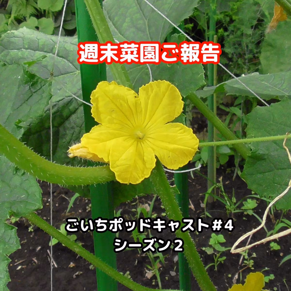 週末菜園ご報告#4｜ごいち 家庭菜園がおもしろい シーズン２｜Report on an experiment using banana peels as fertilizer #podcast