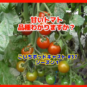 甘いトマト、品種わかりますか？#37｜家庭菜園がおもしろい シーズン１