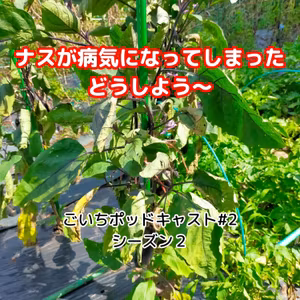 ナスが病気になってしまった、どうしよう～#2｜ごいち 家庭菜園がおもしろい シーズン２｜My eggplant is sick, what should I do? #podcast