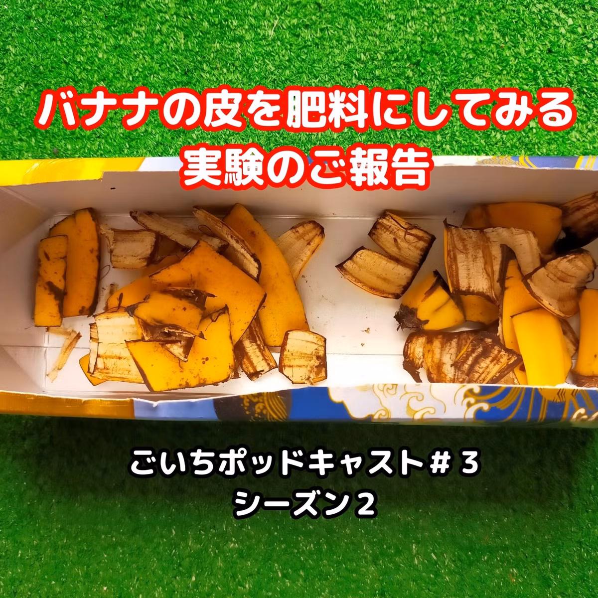 バナナの皮を肥料にしてみる実験のご報告#3｜ごいち 家庭菜園がおもしろい シーズン２｜Report on an experiment using banana peels as fertilizer #podcast