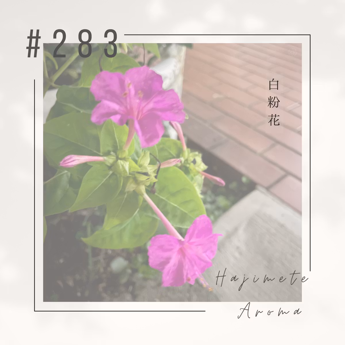 第２８３ 話 / 白粉花