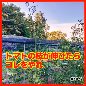 トマトの枝が伸びたらコレをやれ38｜ごいち 家庭菜園がおもしろい シーズン２｜When the tomato branches grow, do this #podcast