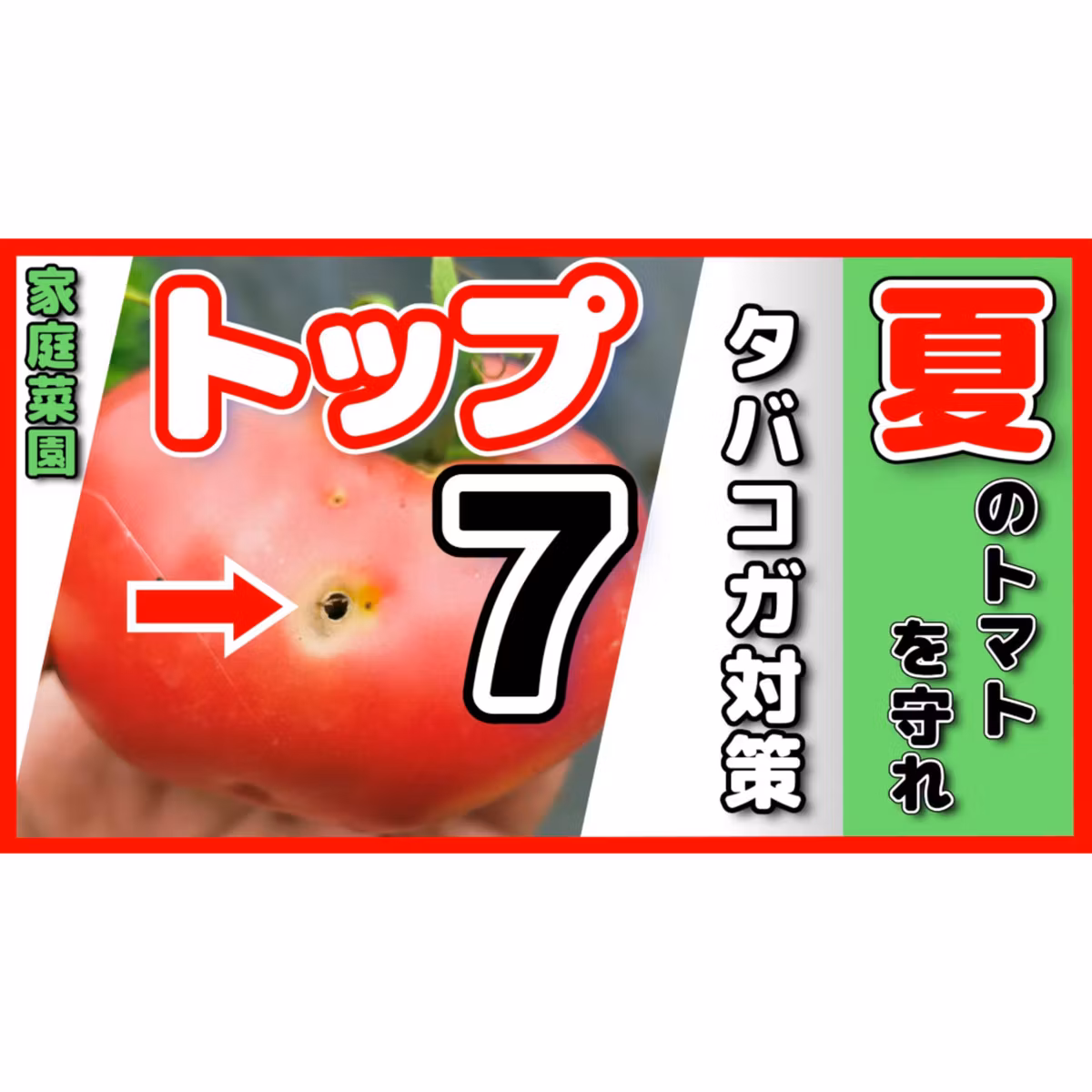 夏のトマトを守れ！タバコガ対策トップ７・明日から実践