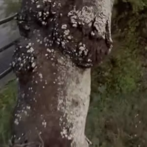 病気になった木が、周りの木を守ったって本当なの？！