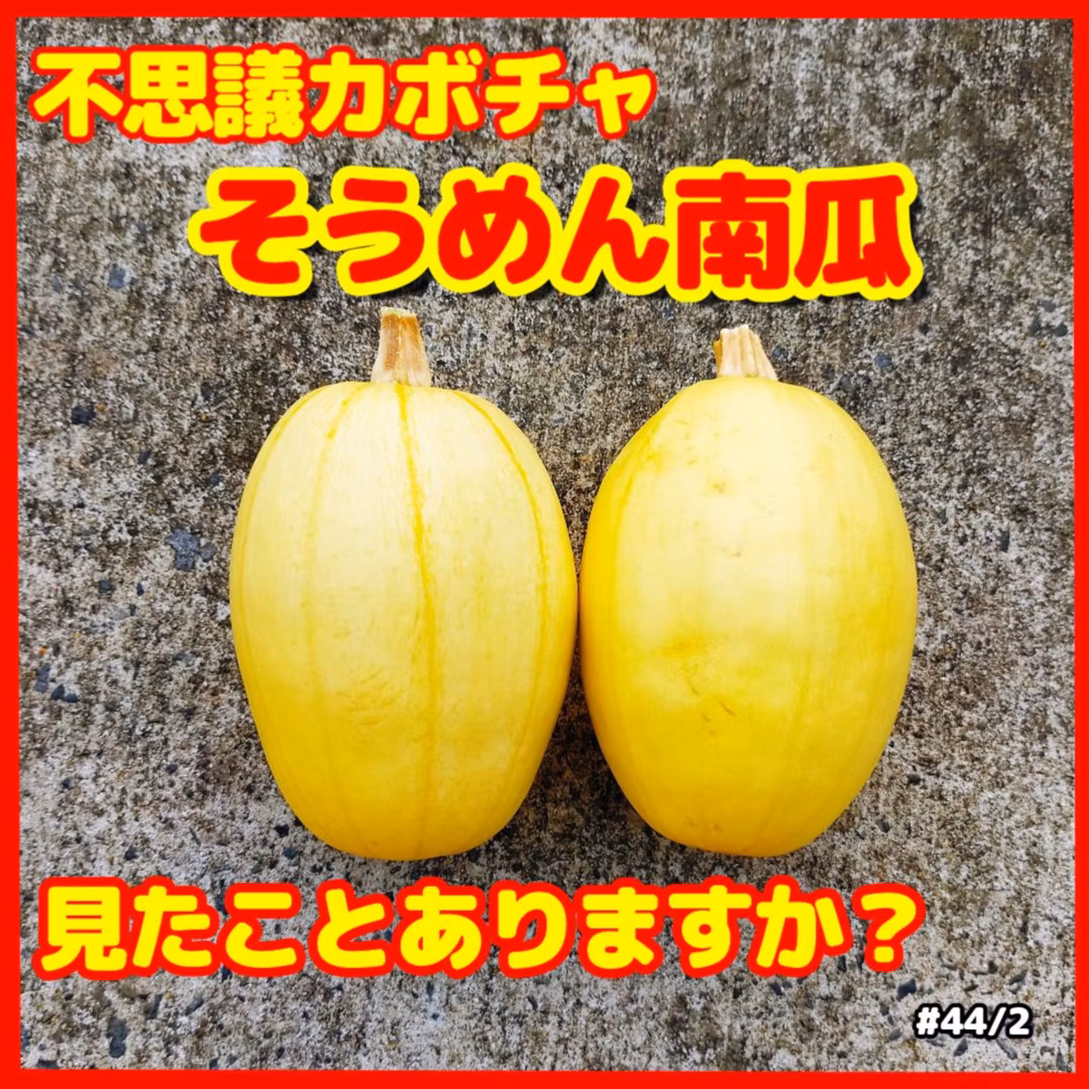 不思議カボチャ・そうめん南京見たことありますか？