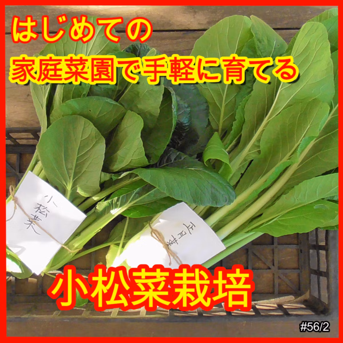 はじめての、家庭菜園で手軽に育てる小松菜栽培 | ごいちポッドキャスト