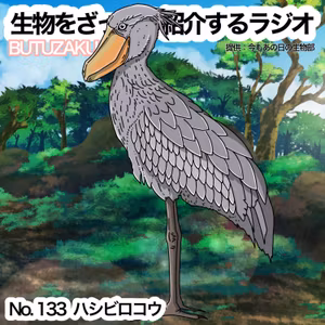 第33話：✉️「ハシビロコウ」をざっくり紹介