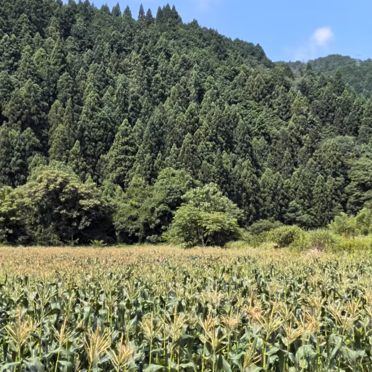 #104 家を買ったばかりなのに、田舎に移住したくなった
