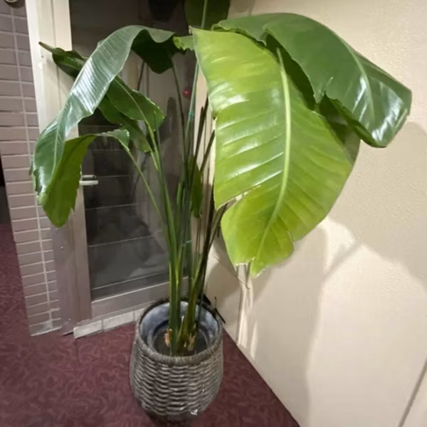 #55　観葉植物から聴いた話：サロンの守り神の植物たち