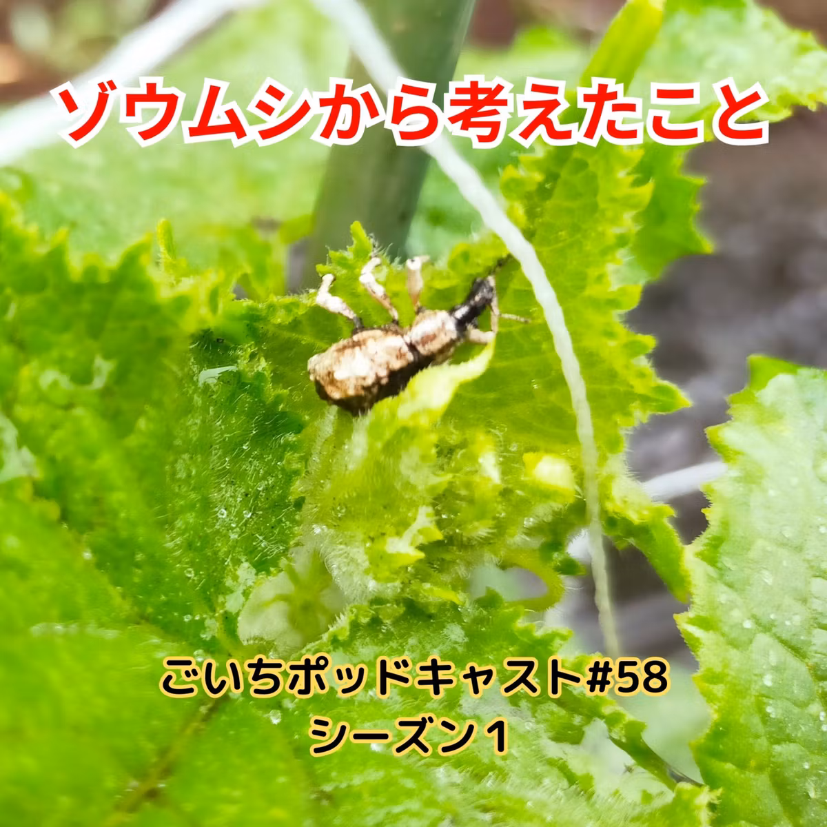 ゾウムシから考えたこと#58｜ごいち 家庭菜園がおもしろい シーズン１