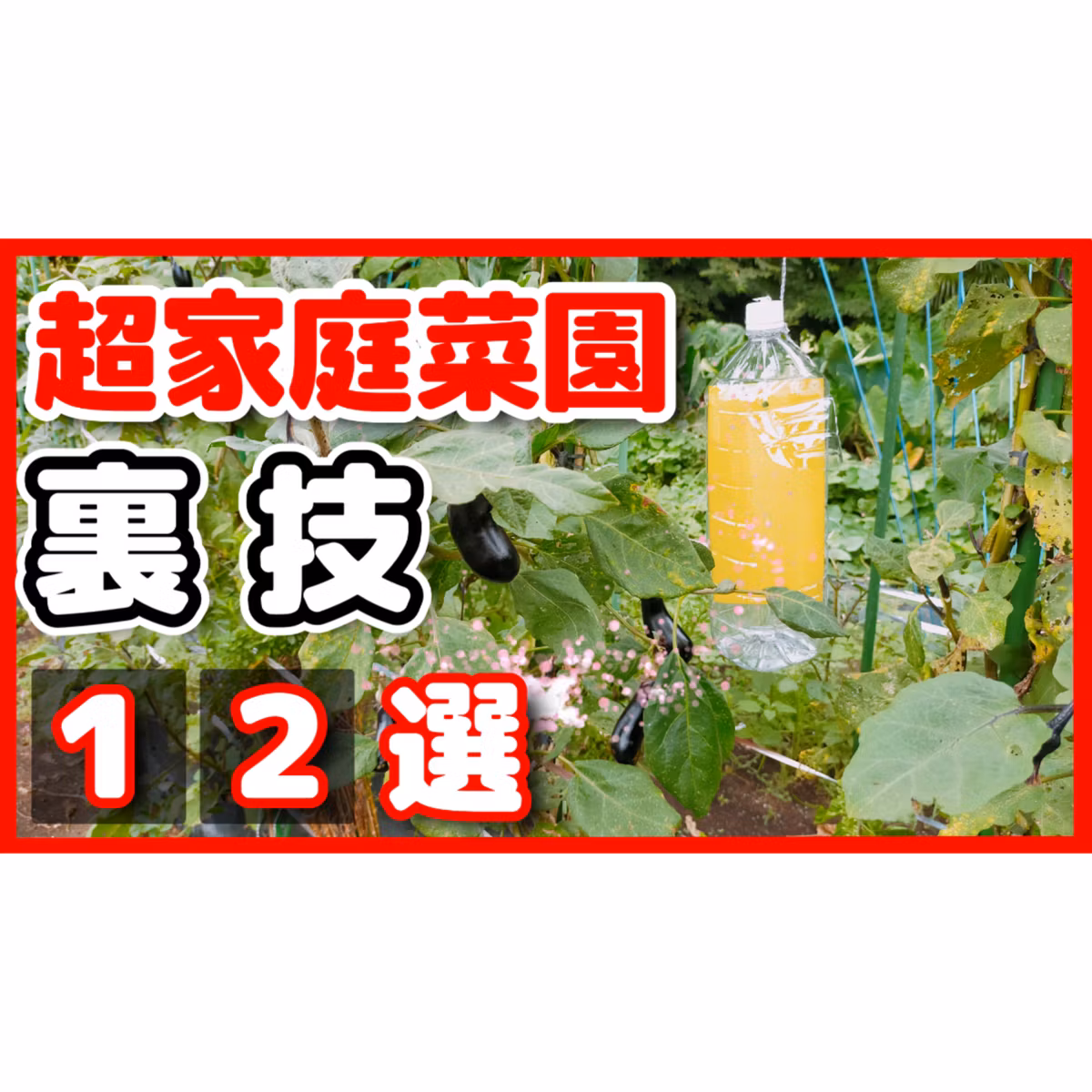 家庭菜園裏技１２選【超家庭菜園】