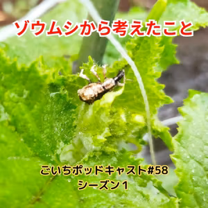 ゾウムシから考えたこと#58｜ごいち 家庭菜園がおもしろい シーズン１