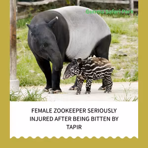A zoo in Gunma. A female zookeeper is bitten and seriously injured by a tapir.