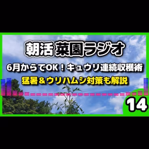 初心者向け・6月中旬から始める｜キュウリを秋まで途切れず収穫する秘訣と酷暑対策【朝活菜園ラジオ】