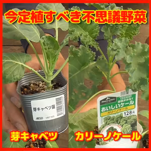不思議野菜を定植するなら今！家庭菜園レポート | ごいちポッドキャスト Goichi Podcast