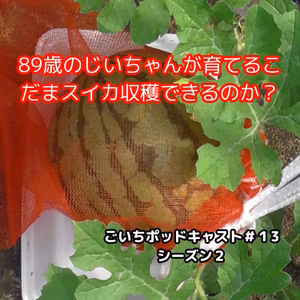 89歳のじいちゃんが育てるこだまスイカ収穫できるのか？#13｜ごいち 家庭菜園がおもしろい シーズン２｜Is it possible to harvest the Kodama watermelons that my 89-year-old grandpa grows? #podcast