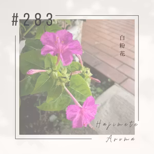 第２８３ 話 / 白粉花