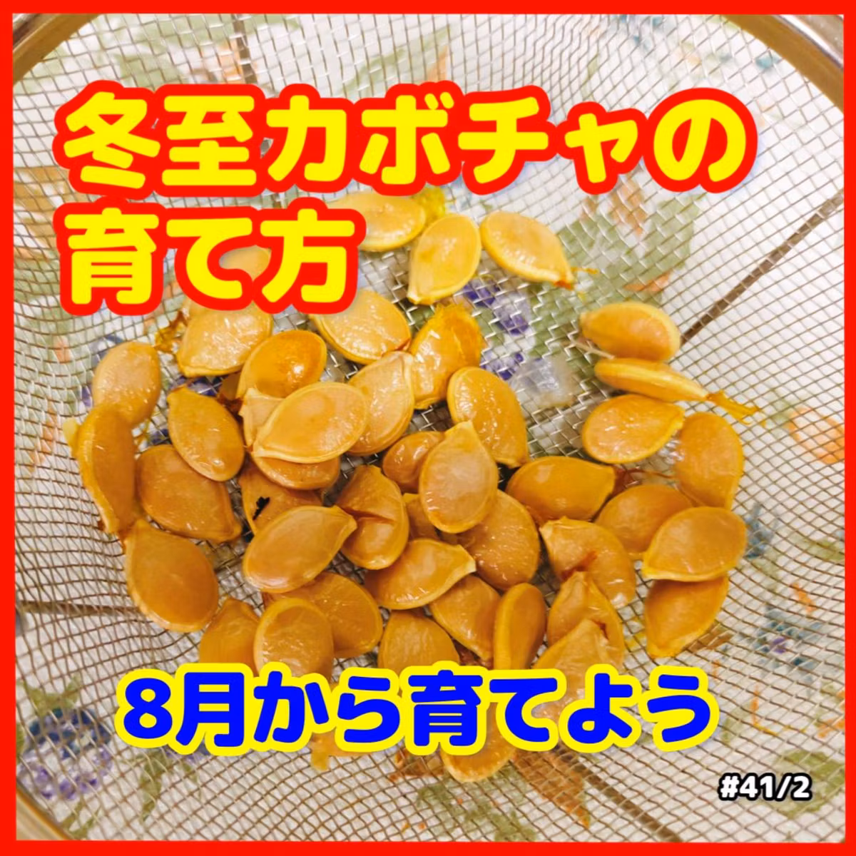 冬至カボチャの育て方41｜ごいち 家庭菜園がおもしろい シーズン２｜How to grow a winter solstice pumpkin #podcast