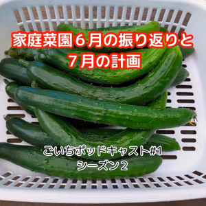 家庭菜園６月の振り返りと７月の計画#2｜ごいち 家庭菜園がおもしろい シーズン２｜Home Garden June Review and July Plans #podcast