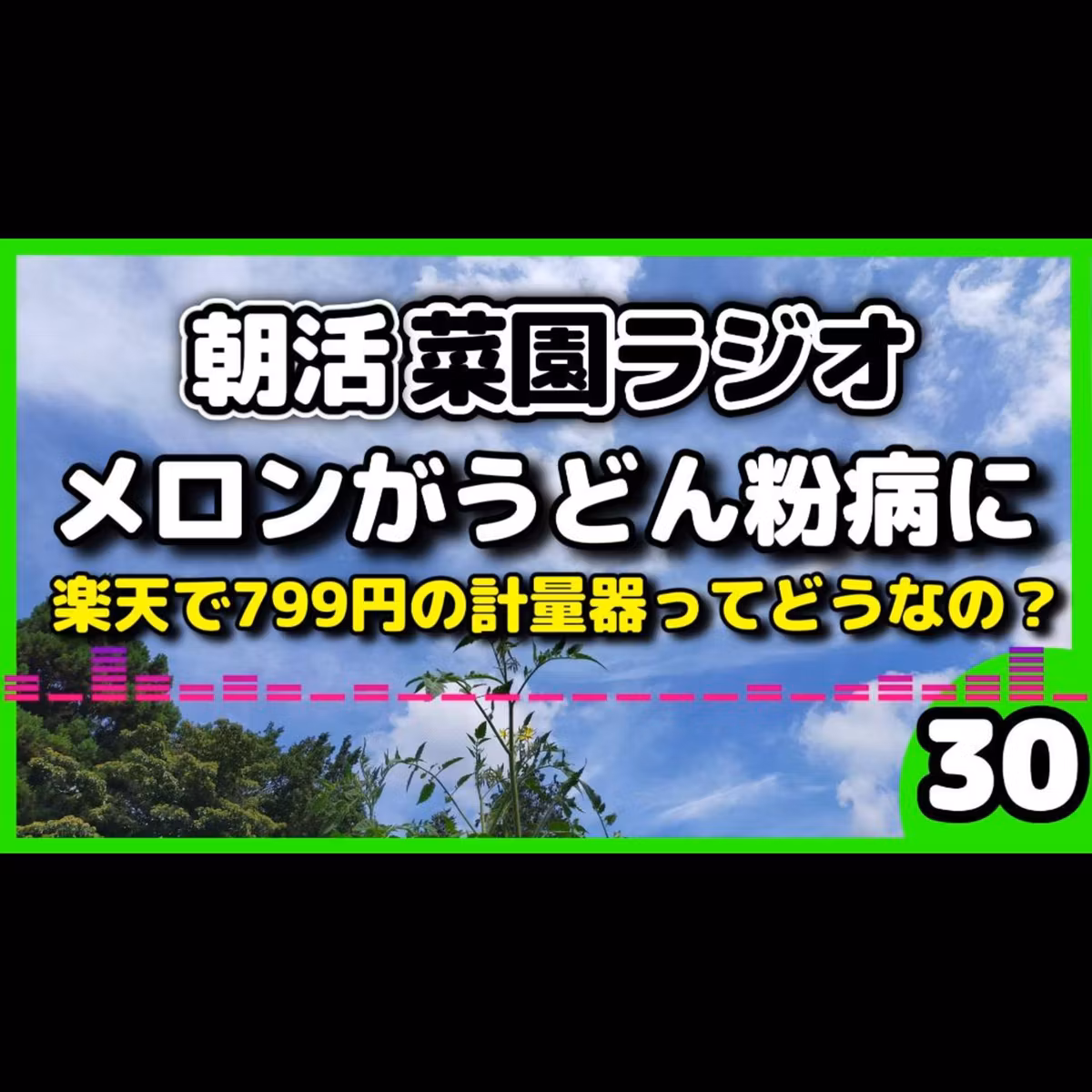 ＜メロン悲報＞大切に育てたメロンに異変…＆楽天で799円の怪しい（？）計量器をポチってみた
