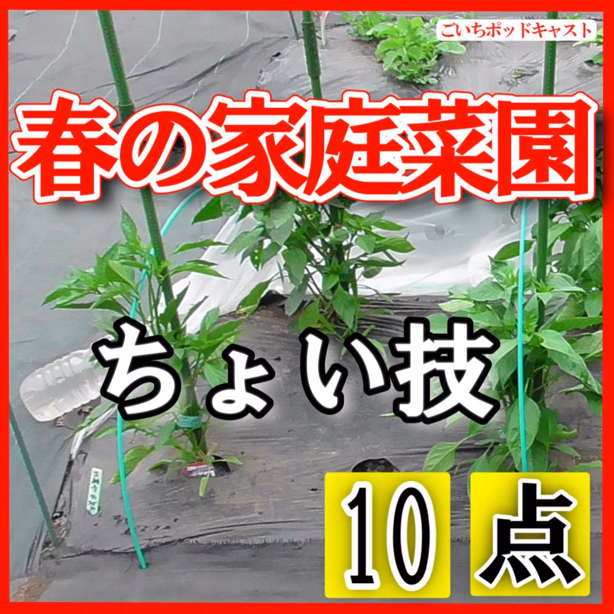 春の家庭菜園ちょい技１０点＜家庭菜園＞ | ごいちポッドキャスト Goichi Podcast