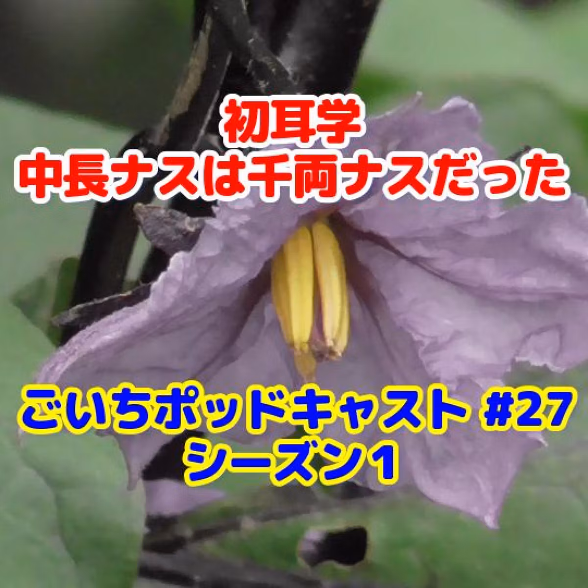 初耳学・中長ナスは千両ナスだった#27｜家庭菜園がおもしろい シーズン１