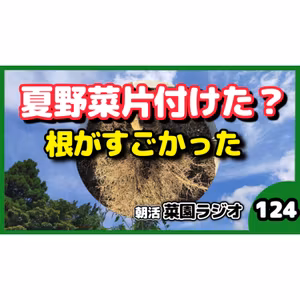 ＜夏野菜を撤去しながら話す＞トマト・ナスの片付けと土の再利用【朝活菜園ラジオ】
