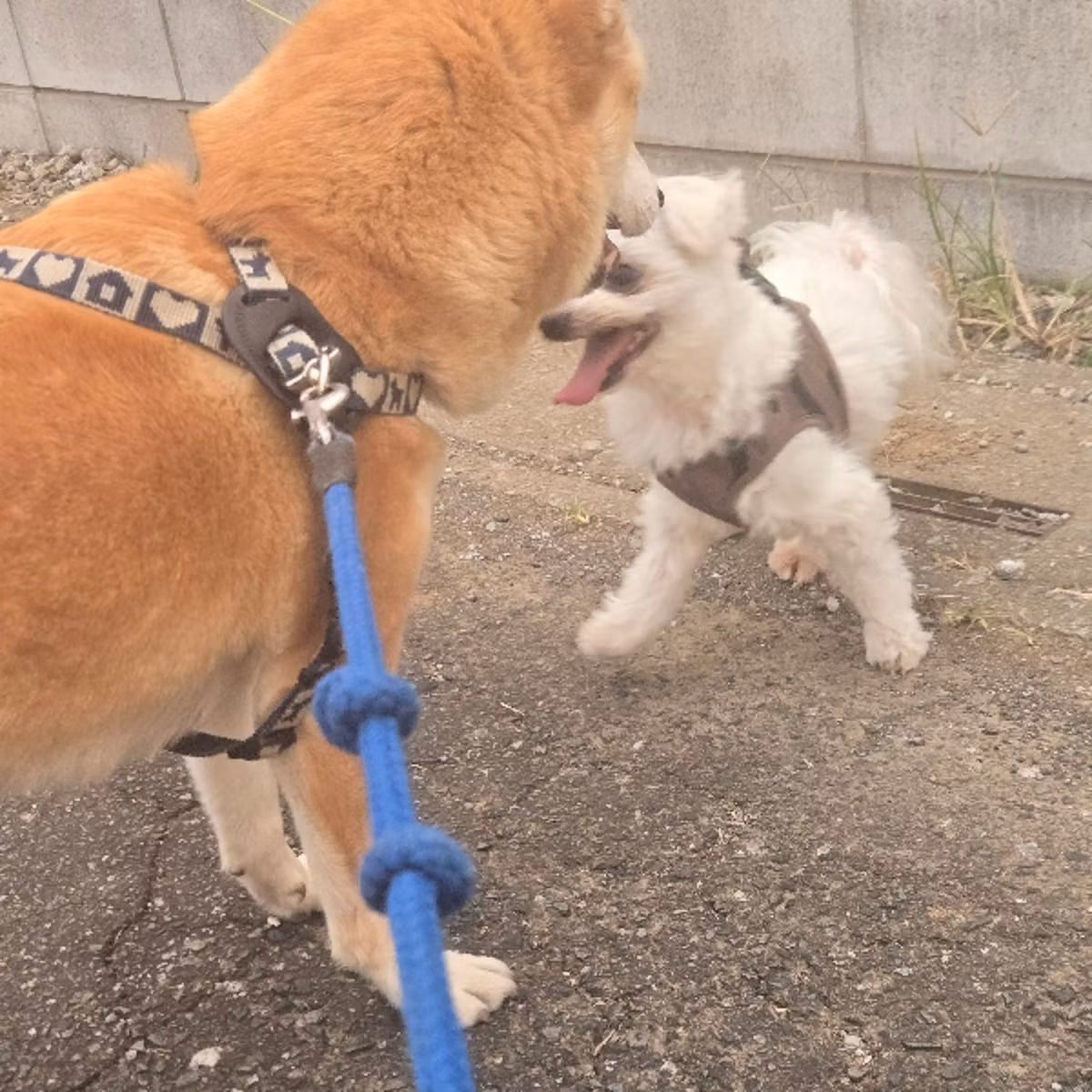 [企業CM] みんなの笑顔溢れるマルチーズ清掃💝😆🐶🐕‍🦺🐩🐶🏠