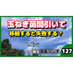 プランター玉ねぎの間引き 迷った苗を移植して育ててみる【朝活菜園ラジオ】