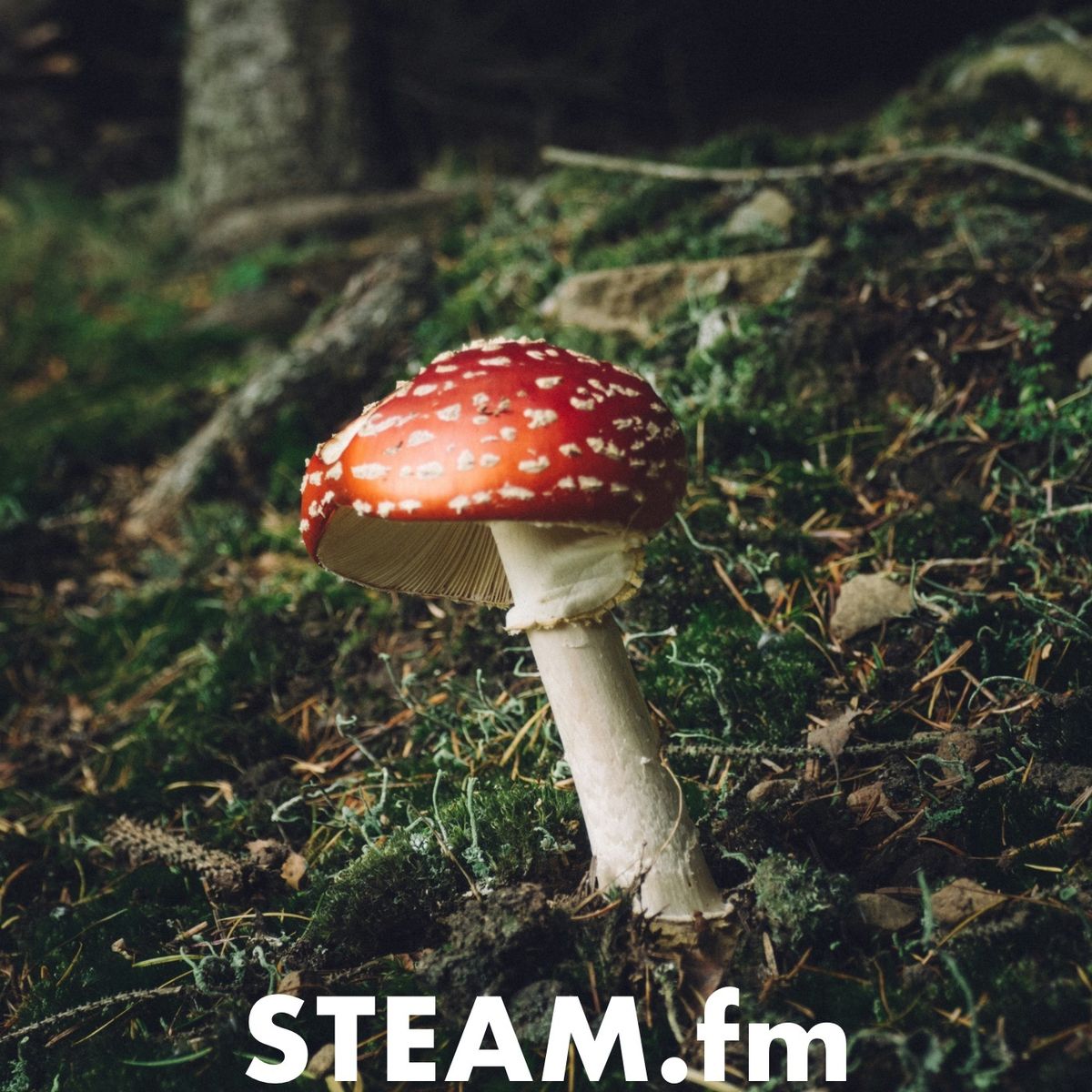 毒キノコのはなし【第190号音声版】 - STEAM.fm - LISTEN
