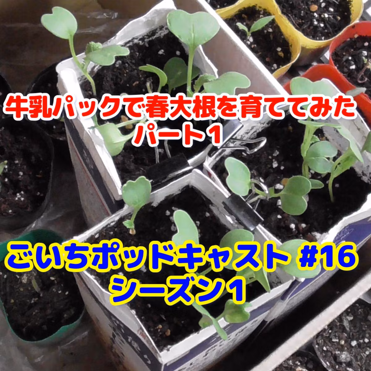 牛乳パックで春大根を育ててみた・パート１｜ごいちポッドキャスト#16｜家庭菜園がおもしろい シーズン１