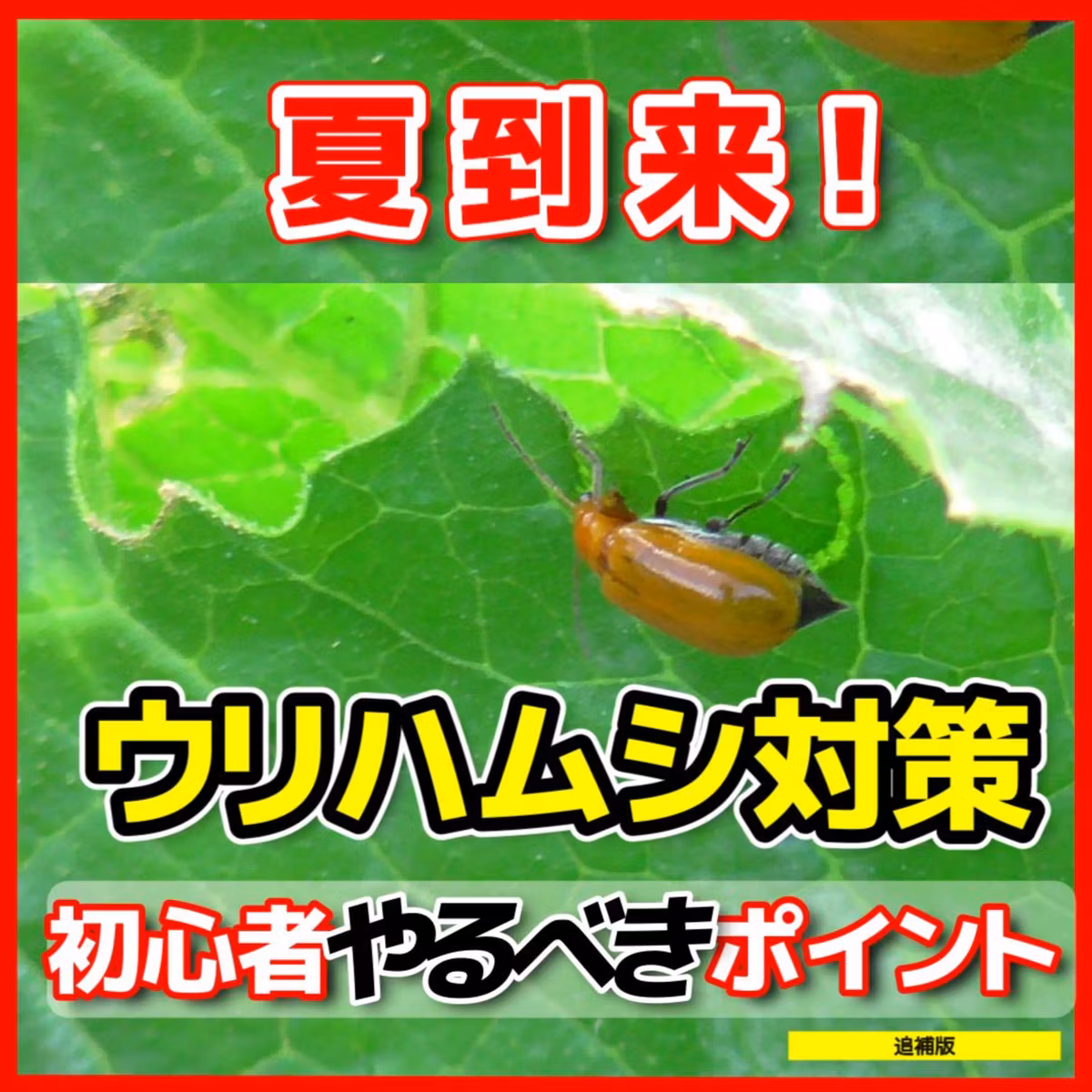 日本一わかりやすい「ウリハムシ対策トップ７」追補版 | ごいちポッドキャスト Goichi Podcast