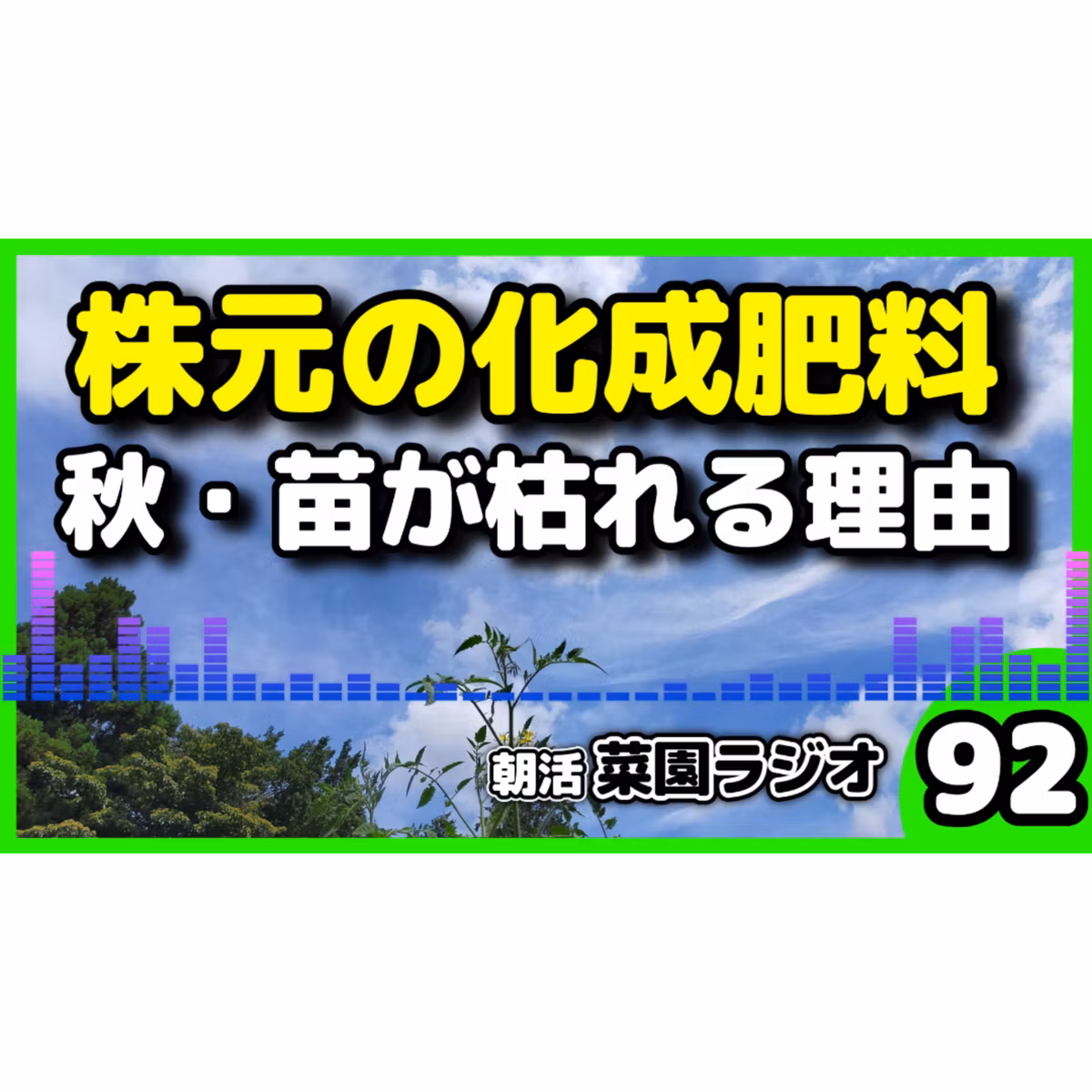 秋野菜は、株元に化成肥料を入れるな【朝活菜園ラジオ】