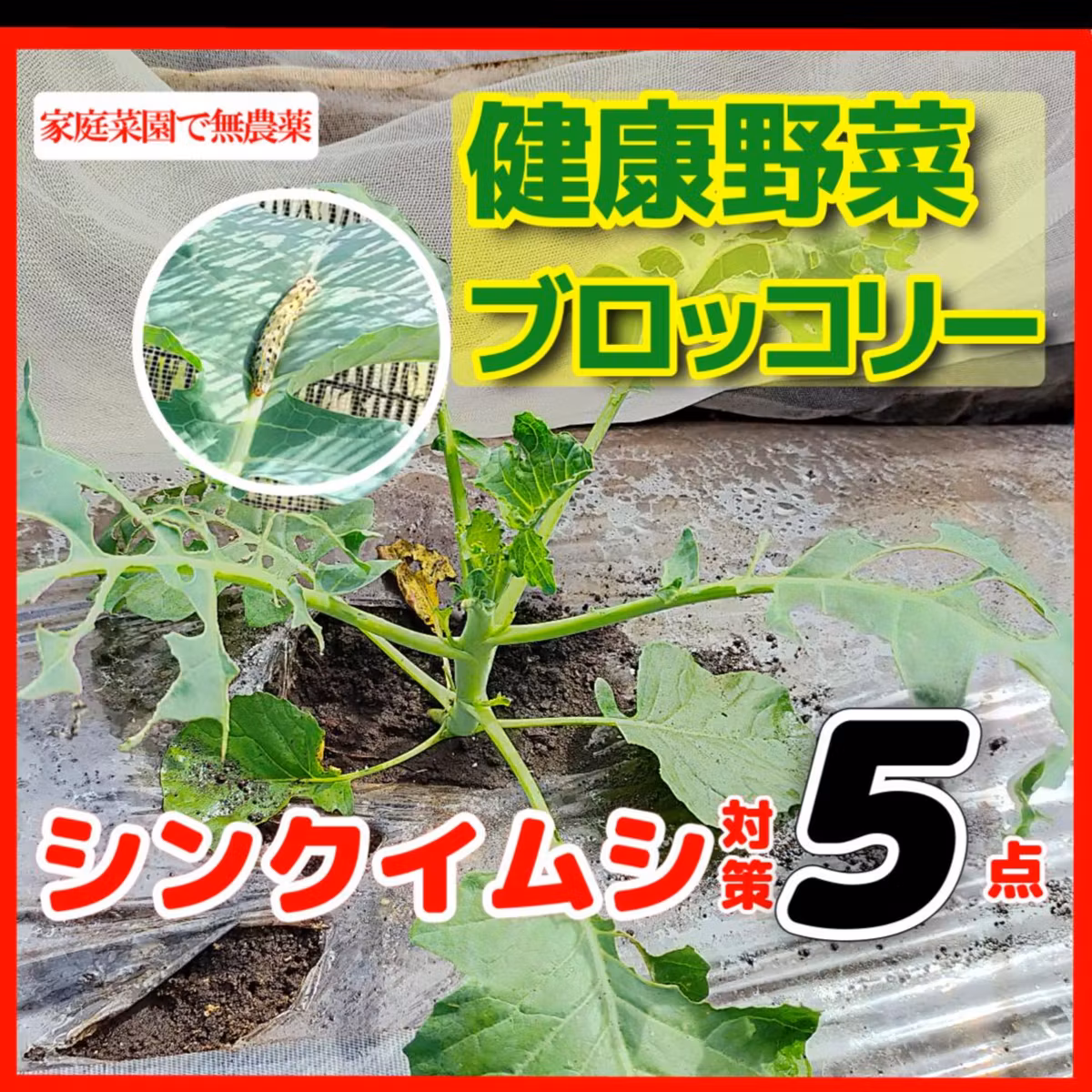 ブロッコリーのシンクイムシ対策５点 ・明日から実践！| ごいちポッドキャスト Goichi Podcast
