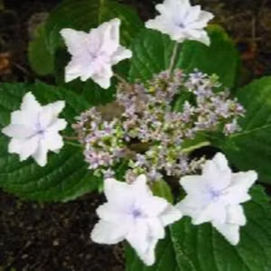 #50 「紫陽花（アジサイ）」
