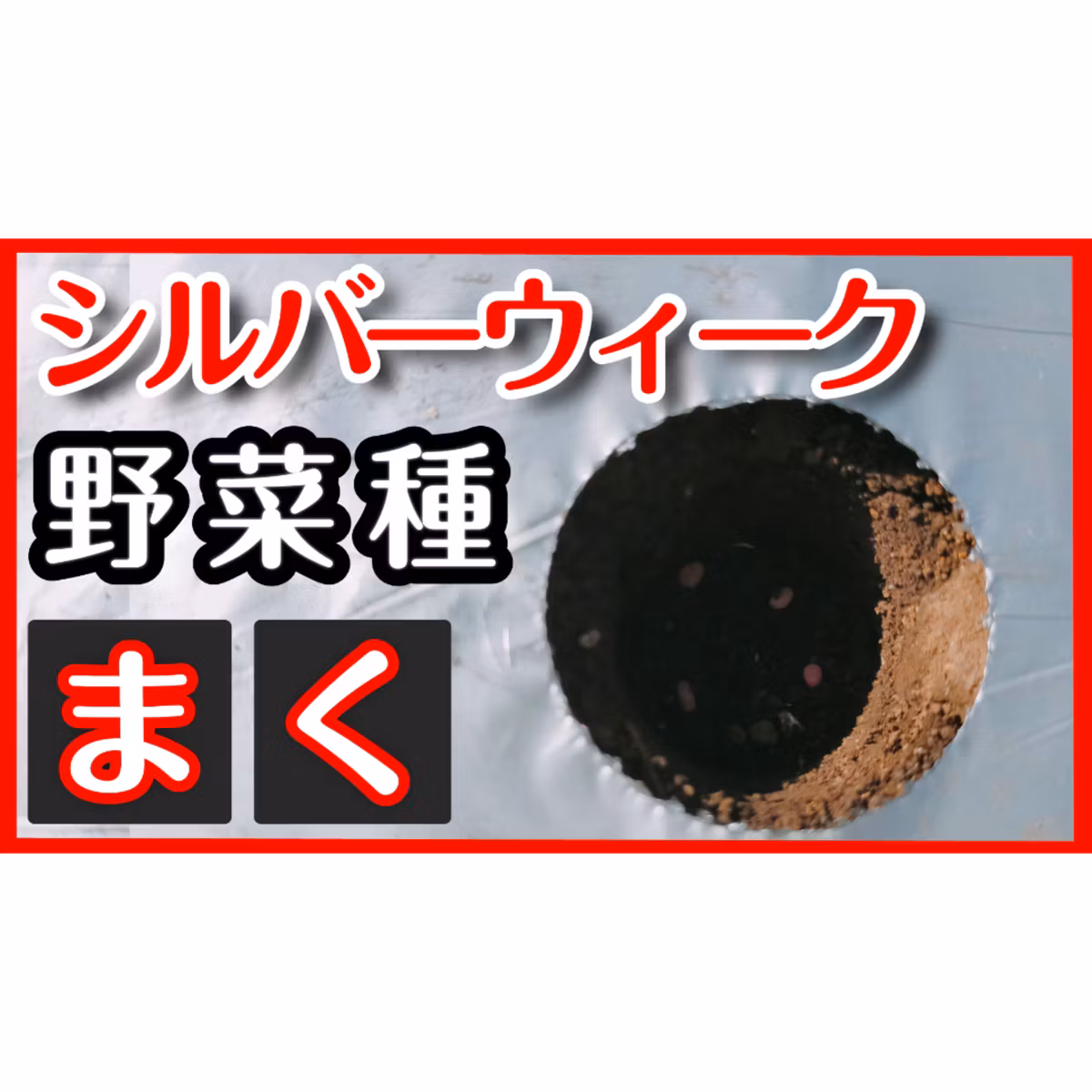 シルバーウィークは種まき時期【家庭菜園初心者向け】