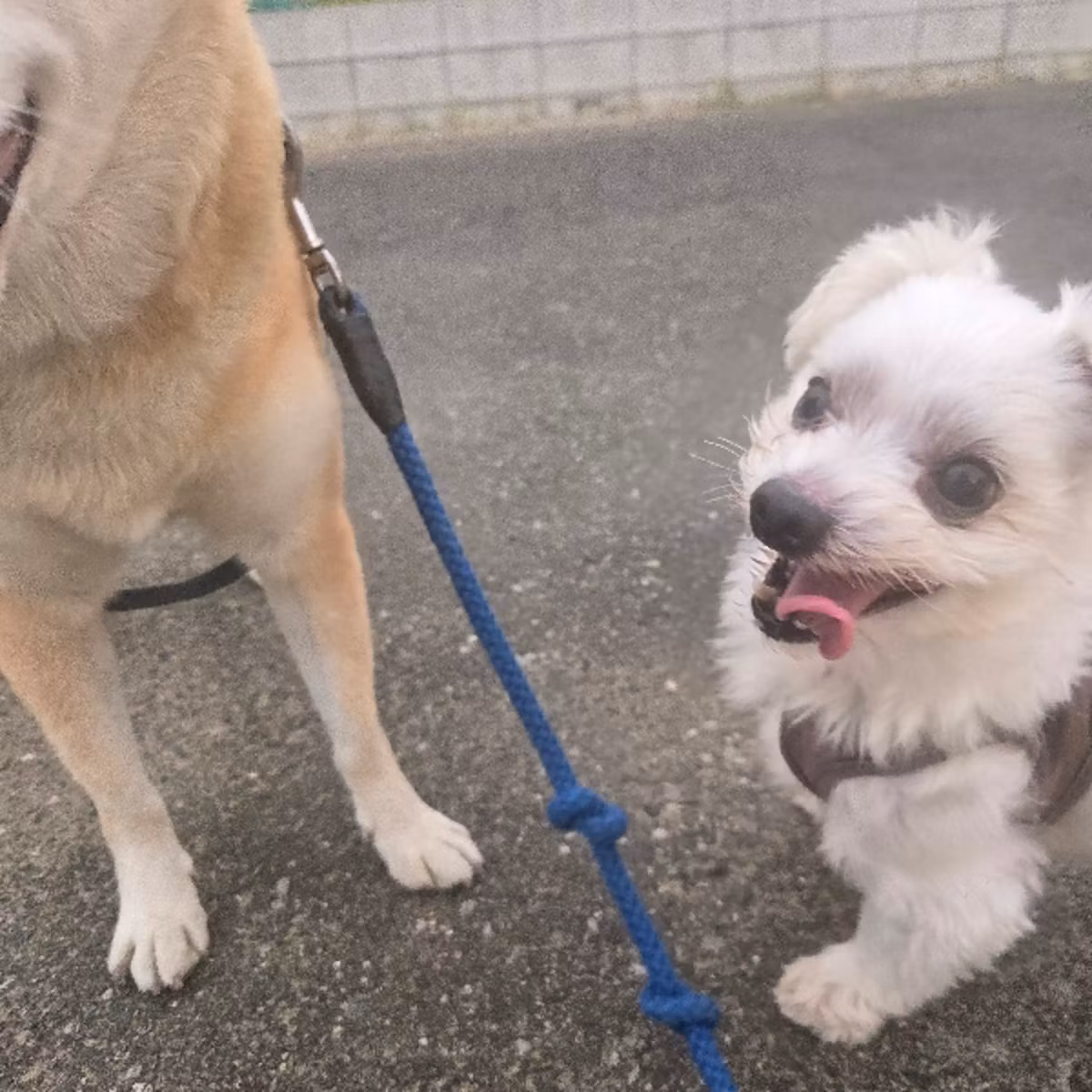 [CM] わんわんお散歩代行