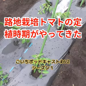 路地栽培・トマトの定植時期がやってきた#62｜ごいち 家庭菜園がおもしろい シーズン１